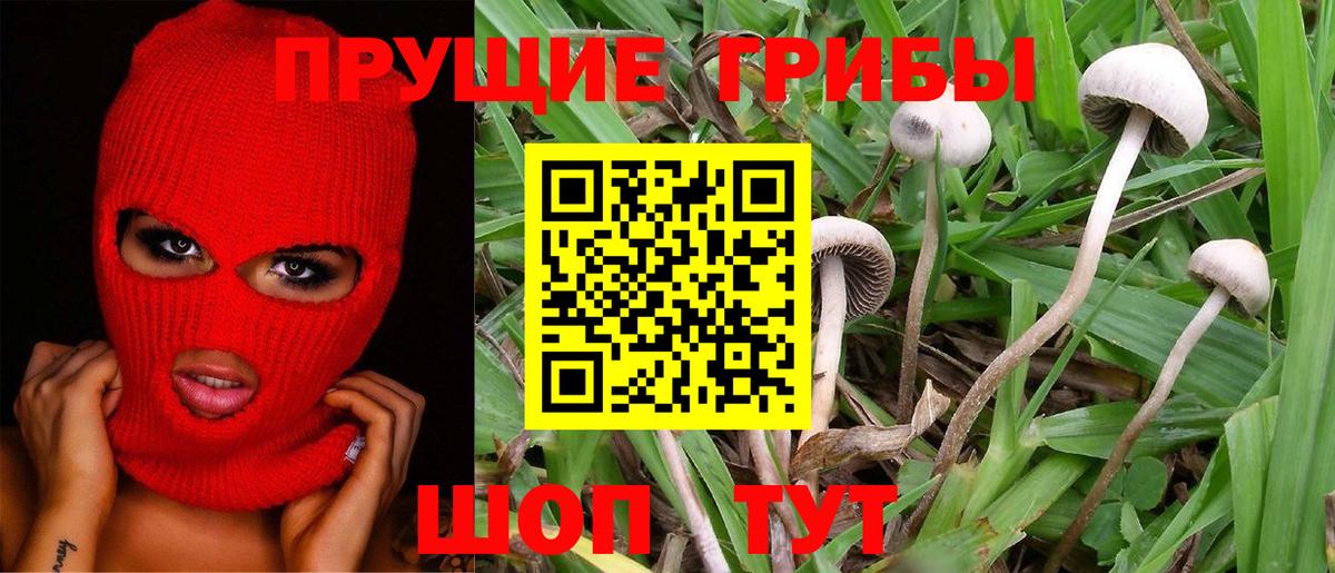 Назрань  Псилоцибиновые грибы MAGIC MUSHROOMS  Вход с VPN 